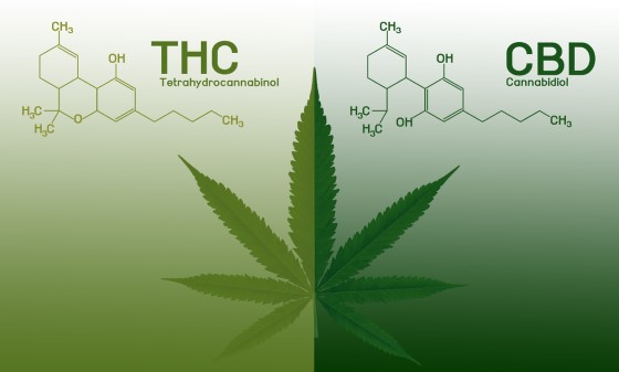 Chemické složení obou látek je stejné, nicméně liší se od sebe uspořádáním dílčích atomů, v důsledku čehož má THC a CBD naprosto odlišné účinky